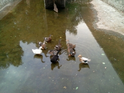 Մարգարիտան ու Քրիզանտեննան (2013)