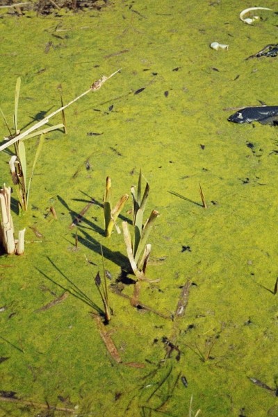 Радио интервью про Фонд Партнёрство Евразия