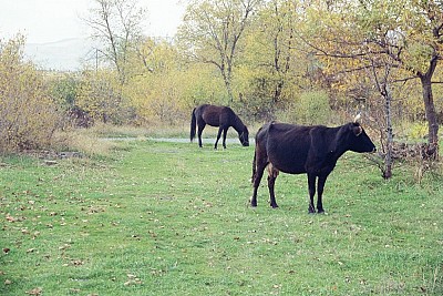 Синдром Ятагана