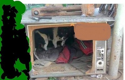 Փողփողան առագաստներ  Կամ՝  Եթե աշխարհի բոլոր հեռուստացույցները...