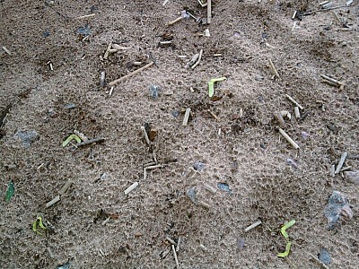 Կիսելյովի արկածները (հավելյալ)