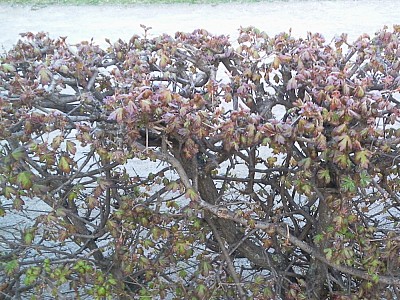 Our Strategies: Creativity Fundamentalism