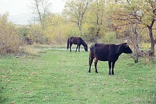 The Yatagan Syndrome