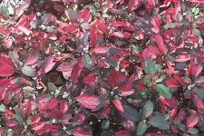 Протокол второе мышление